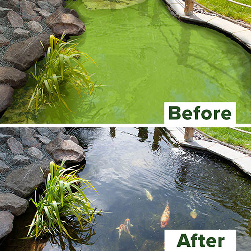 Blooming Fast Pond Clear Pro 2 Step - XLarge Pack Blooming Fast Pond Clear Pro 2 Step - XLarge Pack