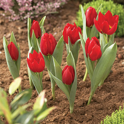 Round Bulb Baskets (Pack of 3) Round Bulb Baskets (Pack of 3)