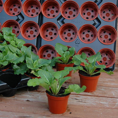 Complete Shuttle and Watering Tray Kit Complete Shuttle and Watering Tray Kit
