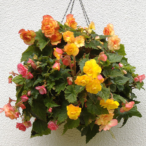 Pair of 15 Easy Fill Hanging baskets Pair of 15 Easy Fill Hanging baskets