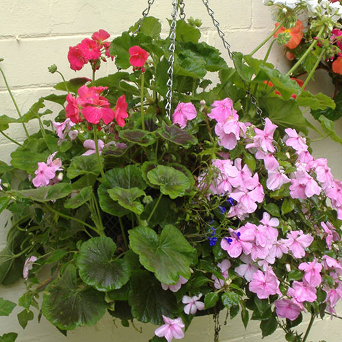 Pair of 15 Easy Fill Hanging baskets Pair of 15 Easy Fill Hanging baskets