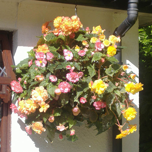 Pair of 12 Pair of 12