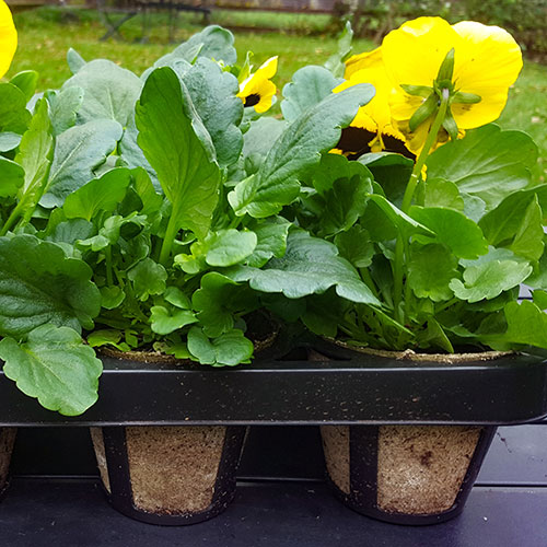 Skelly Tray x 3 and 36 Jiffy Bio Pots Skelly Tray x 3 and 36 Jiffy Bio Pots