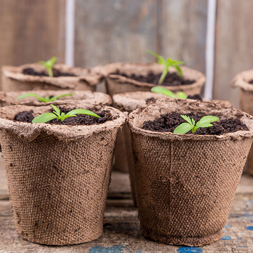 Skelly Tray x 3 and 36 Jiffy Bio Pots Skelly Tray x 3 and 36 Jiffy Bio Pots