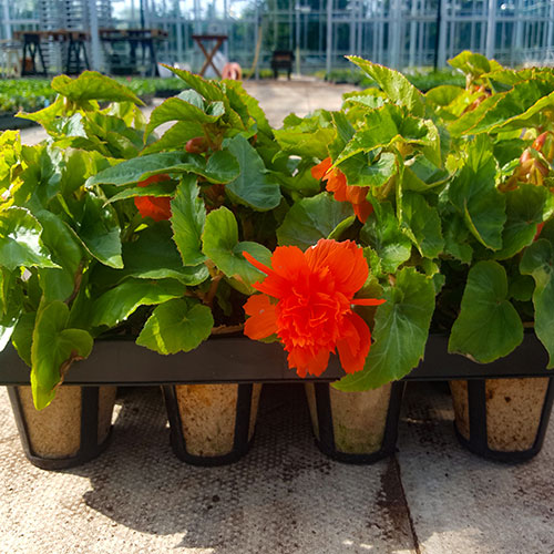 Skelly Tray x 3 and 36 Jiffy Bio Pots Skelly Tray x 3 and 36 Jiffy Bio Pots