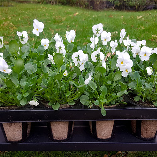 Skelly Tray x 3 and 36 Jiffy Bio Pots Skelly Tray x 3 and 36 Jiffy Bio Pots