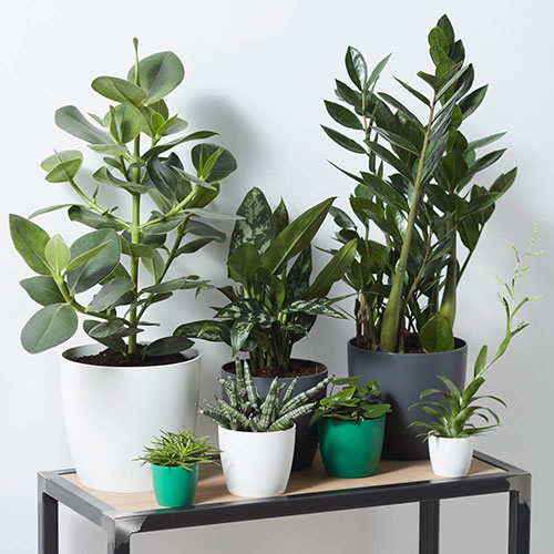 Elho White Plastic Houseplant Pot Cover 16cm Elho White Plastic Houseplant Pot Cover 16cm