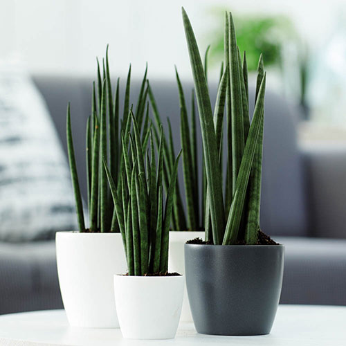 Elho White Plastic Houseplant Pot Cover 16cm Elho White Plastic Houseplant Pot Cover 16cm