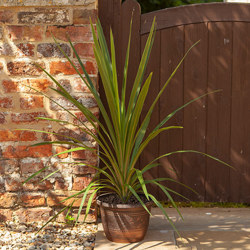 Acorn Round Planters 25cm Copper-Tone x 10 Acorn Round Planters 25cm Copper-Tone x 10