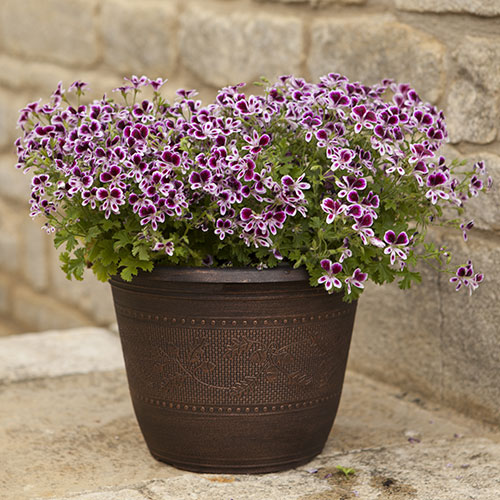 Acorn Round Planters 25cm Copper-Tone x 10 Acorn Round Planters 25cm Copper-Tone x 10