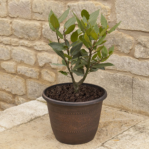 Acorn Round Planters 25cm Copper-Tone x 10 Acorn Round Planters 25cm Copper-Tone x 10