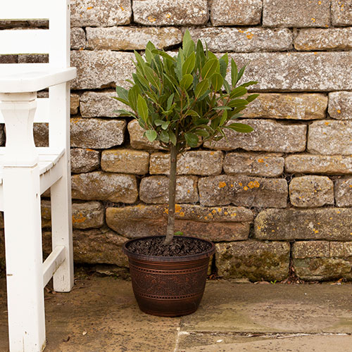 Acorn Round Planters 25cm Copper-Tone x 10 Acorn Round Planters 25cm Copper-Tone x 10