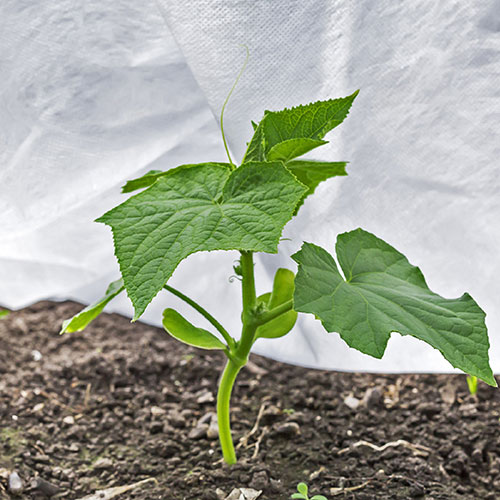 Frost Protection Fleece Roll 15m x 1m Frost Protection Fleece Roll 15m x 1m