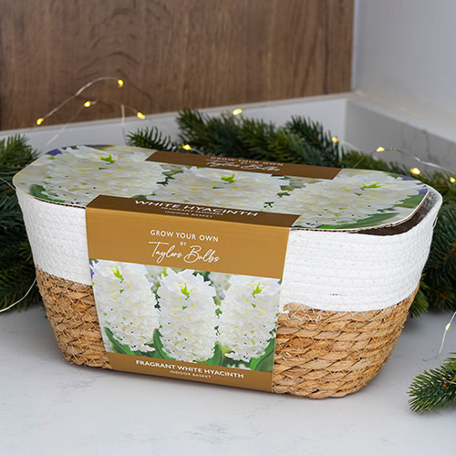 White Hyacinth Indoor Basket White Hyacinth Indoor Basket
