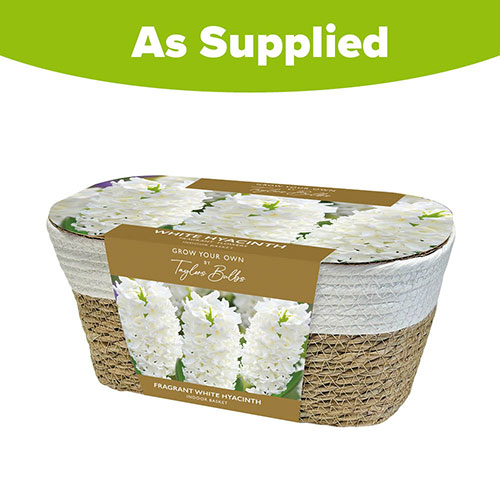 White Hyacinth Indoor Basket White Hyacinth Indoor Basket