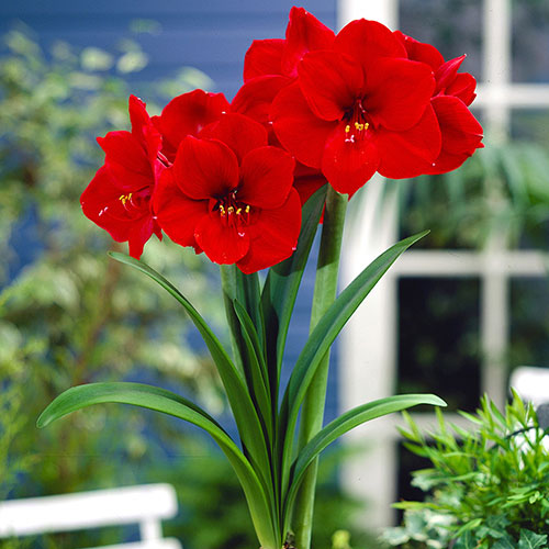 Amaryllis Red Velvet Gift Pack Amaryllis Red Velvet Gift Pack