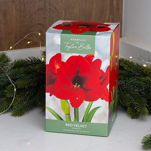 Amaryllis Red Velvet Gift Pack Amaryllis Red Velvet Gift Pack