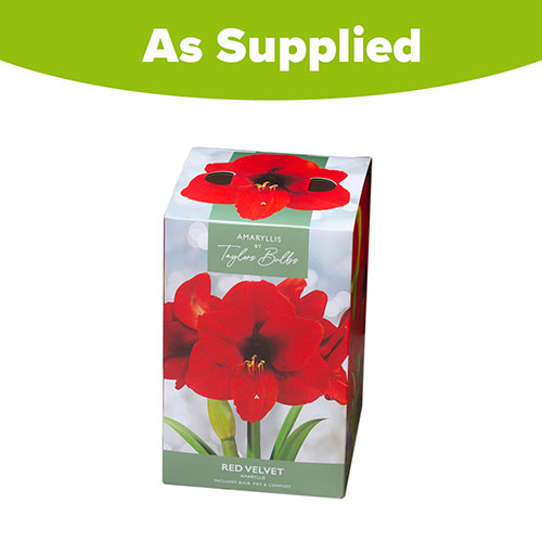 Amaryllis Red Velvet Gift Pack Amaryllis Red Velvet Gift Pack