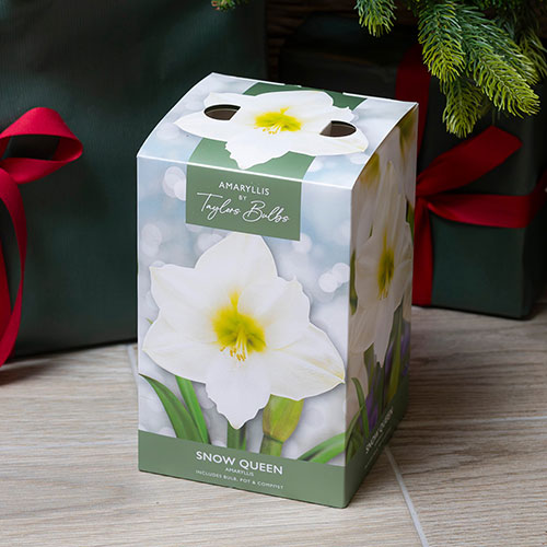 Amaryllis Snow Queen Gift Pack