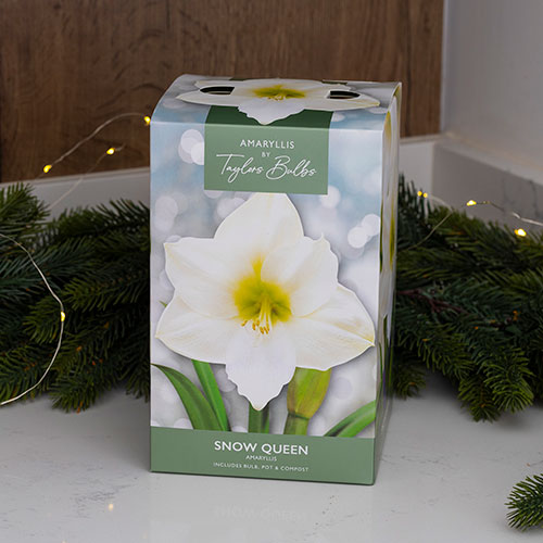 Amaryllis Snow Queen Gift Pack Amaryllis Snow Queen Gift Pack