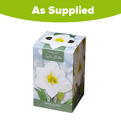 Amaryllis Snow Queen Gift Pack Amaryllis Snow Queen Gift Pack