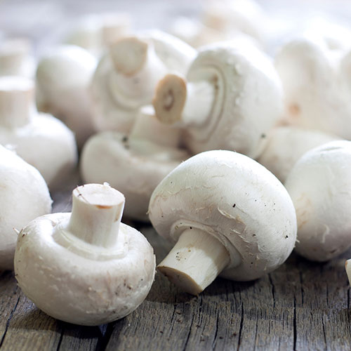 White Mushroom Grow Kit White Mushroom Grow Kit