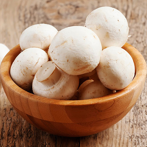 White Mushroom Grow Kit White Mushroom Grow Kit