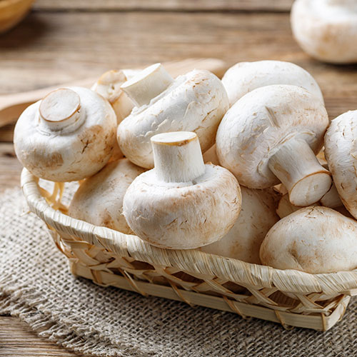 White Mushroom Grow Kit White Mushroom Grow Kit