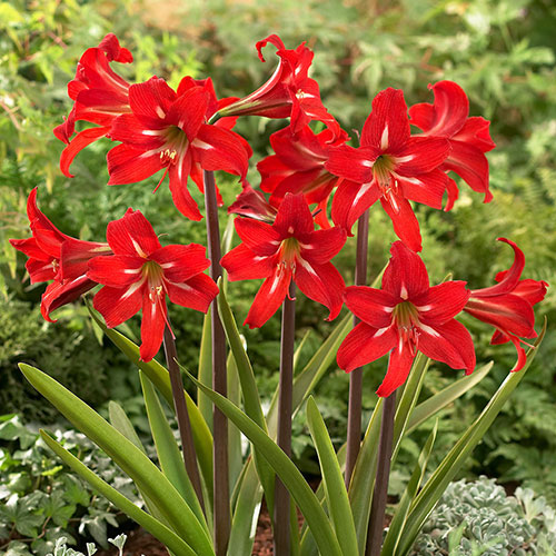 Amaryllis Christmas Star Gift Pack Amaryllis Christmas Star Gift Pack