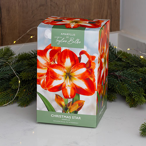 Amaryllis Christmas Star Gift Pack Amaryllis Christmas Star Gift Pack