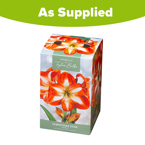 Amaryllis Christmas Star Gift Pack Amaryllis Christmas Star Gift Pack