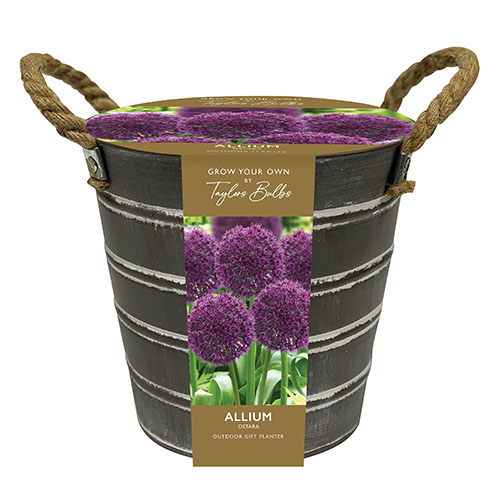 Outdoor Metal Bucket Allium Planter Outdoor Metal Bucket Allium Planter