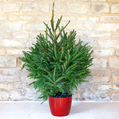 Potted Norway Spruce Christmas Tree