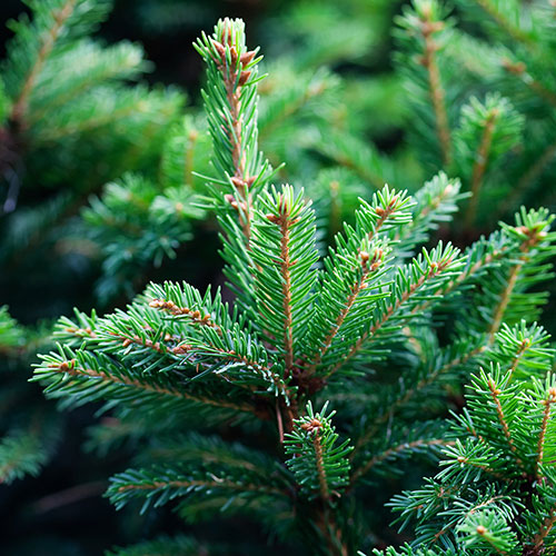 Potted Norway Spruce Christmas Tree Potted Norway Spruce Christmas Tree