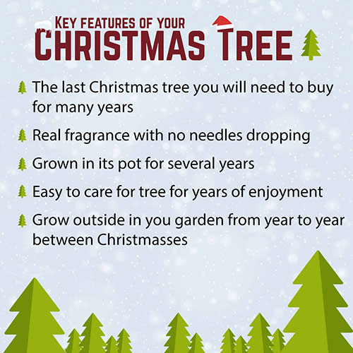 Potted Norway Spruce Christmas Tree Potted Norway Spruce Christmas Tree