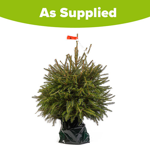 Potted Norway Spruce Christmas Tree Potted Norway Spruce Christmas Tree