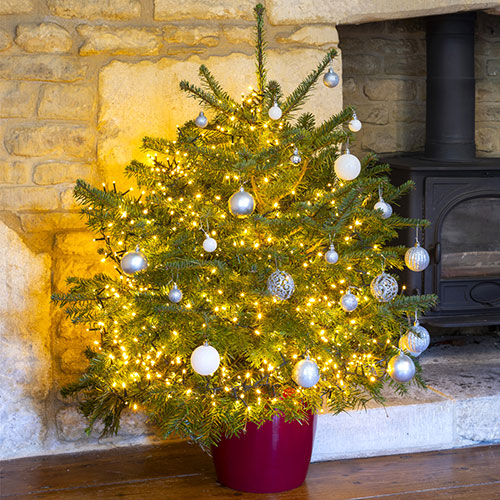 Living Pot-Grown Nordmann Fir Living Pot-Grown Nordmann Fir