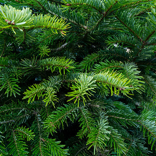 Living Pot-Grown Nordmann Fir Living Pot-Grown Nordmann Fir
