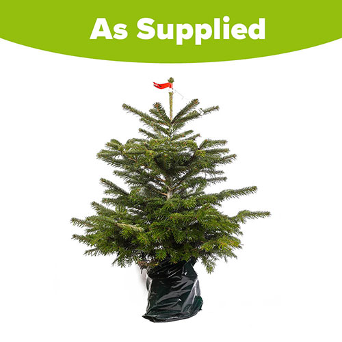 Living Pot-Grown Nordmann Fir Living Pot-Grown Nordmann Fir