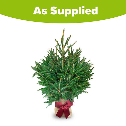 Christmas Gift Wrapped Norway Spruce Tree Christmas Gift Wrapped Norway Spruce Tree