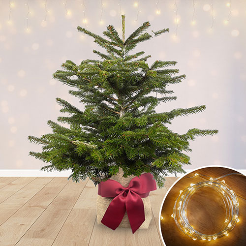 Christmas Gift Wrapped Nordmann Fir Tree Christmas Gift Wrapped Nordmann Fir Tree