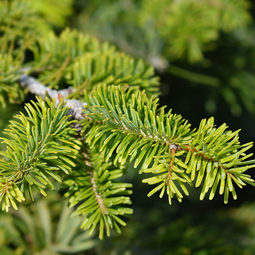 Christmas Gift Wrapped Nordmann Fir Tree Christmas Gift Wrapped Nordmann Fir Tree