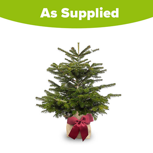 Christmas Gift Wrapped Nordmann Fir Tree Christmas Gift Wrapped Nordmann Fir Tree