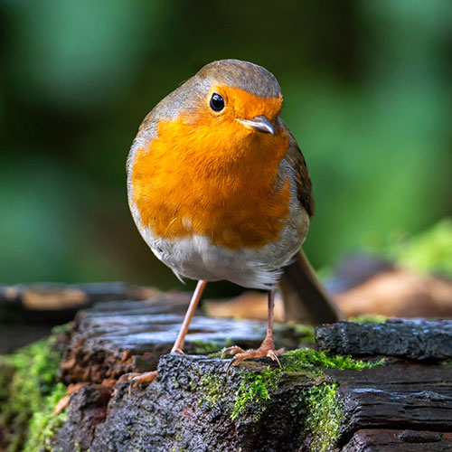 Blooming Fast Deluxe Wild Birdfood 13kg Blooming Fast Deluxe Wild Birdfood 13kg