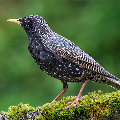 Blooming Fast Deluxe Wild Birdfood 13kg Blooming Fast Deluxe Wild Birdfood 13kg