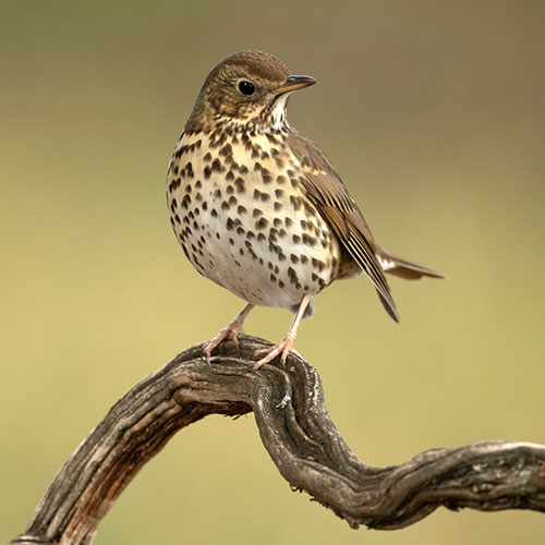 Blooming Fast Deluxe Wild Birdfood 13kg Blooming Fast Deluxe Wild Birdfood 13kg