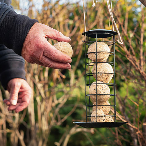 Suet Balls Bird Feed Suet Balls Bird Feed