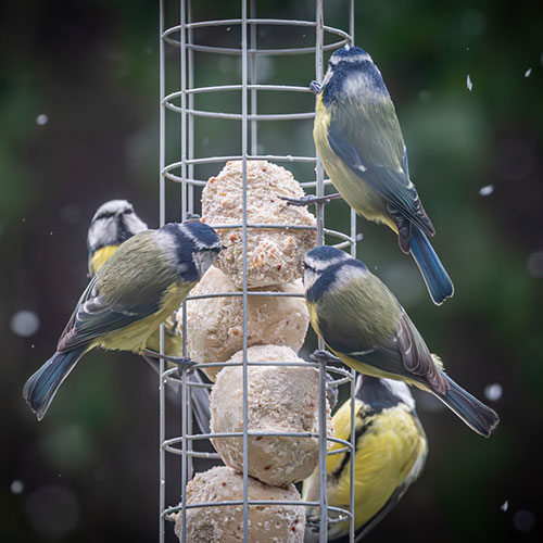 Suet Balls Bird Feed Suet Balls Bird Feed