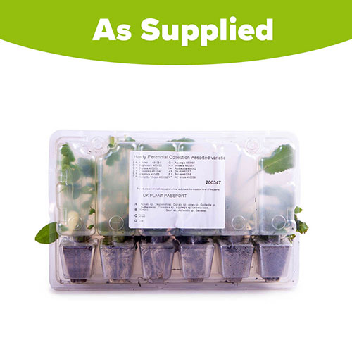 Cottage Garden Collection Cottage Garden Collection