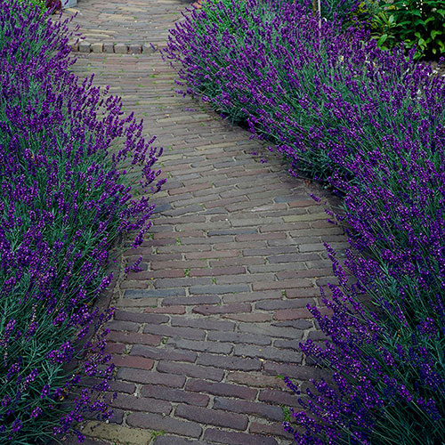 English Lavender Hidcote English Lavender Hidcote